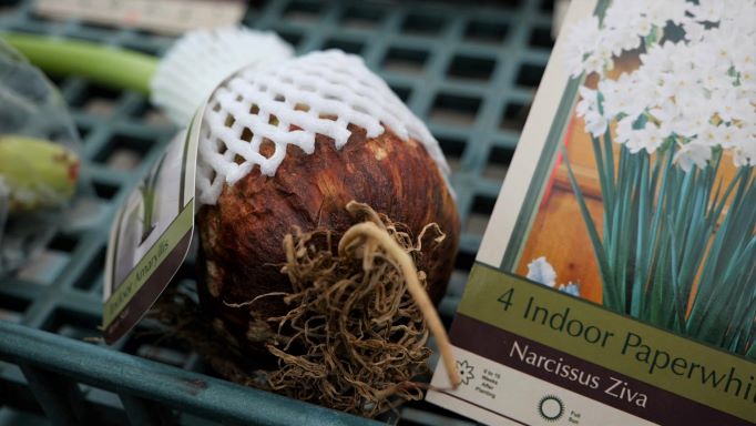 Get It Growing: Now is the time to get your bulbs ready